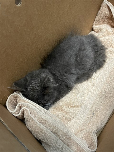 SAWYER, Baby Domestic Short Hair (medium coat), cat for adoption in Union City, California