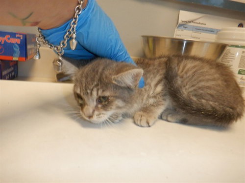 PHOEBE, Baby Domestic Short Hair (medium coat), cat for adoption in Union City, California
