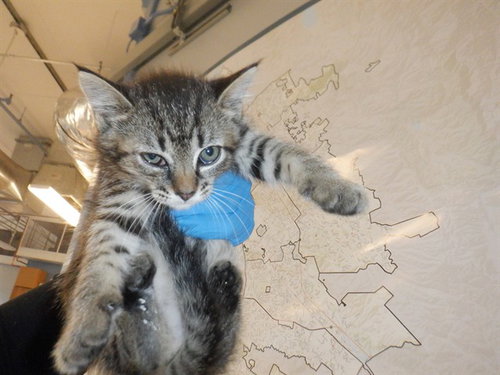 LYNETTE, Baby Domestic Short Hair (medium coat), cat for adoption in Union City, California
