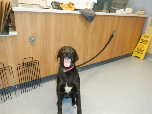 HAMILTON, an adoptable Labrador Retriever in San Jose, CA