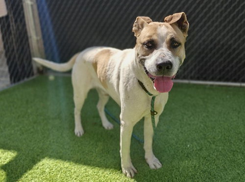 MURRAY, an adoptable English Foxhound in San Jose, CA