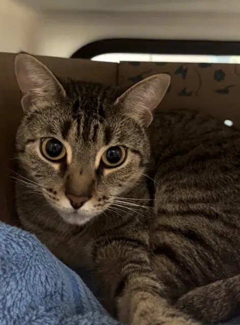 Enid - Domestic Short Hair