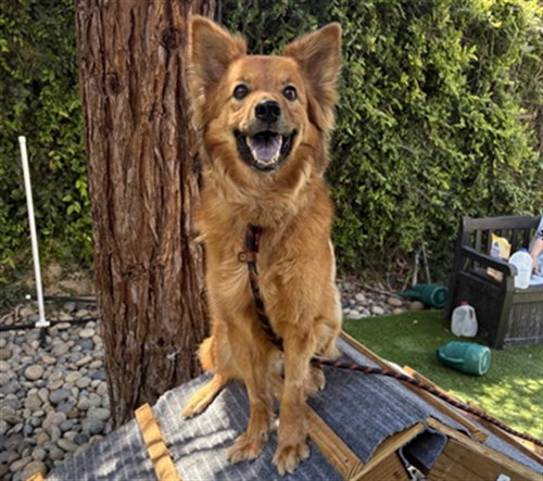 MILO, an adoptable Chow Chow in San Jose, CA