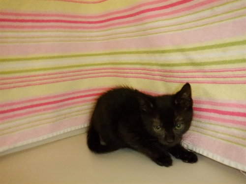 TILLY, an adoptable Domestic Short Hair in San Jose, CA