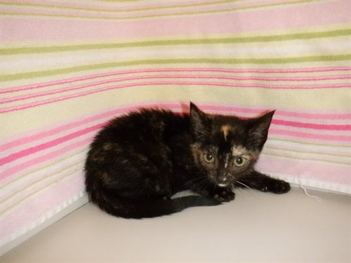 MARGAERY, an adoptable Domestic Short Hair in San Jose, CA