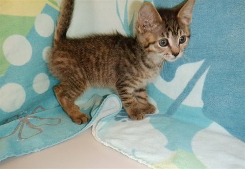 TABI, an adoptable Domestic Short Hair in San Jose, CA