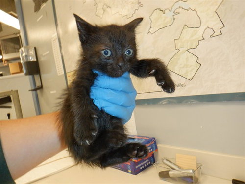 SALLY, an adoptable Domestic Short Hair in San Jose, CA