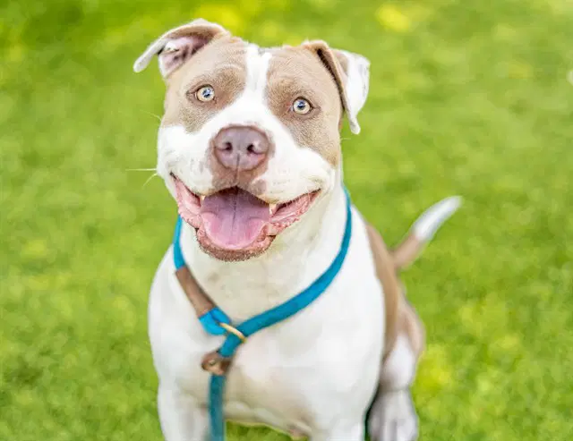 Julissa - Pit Bull Terrier