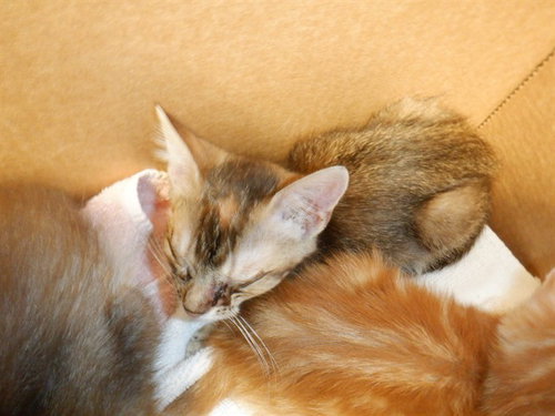 HEIDI, an adoptable Domestic Short Hair in San Jose, CA