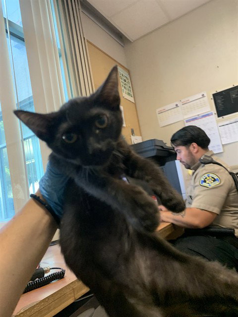 BULLSEYE, an adoptable Domestic Short Hair in San Jose, CA