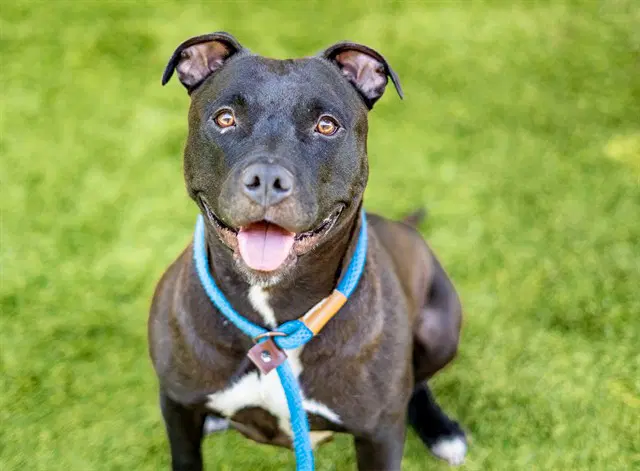 Olivia - Pit Bull Terrier