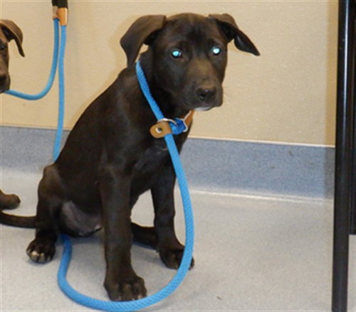 BAMBI, an adoptable German Shepherd Dog in San Jose, CA