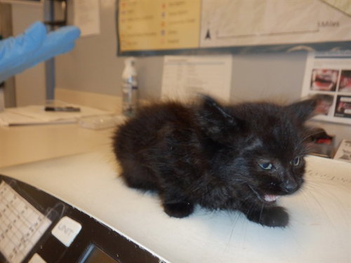 TRUFFLE, an adoptable Domestic Medium Hair in San Jose, CA