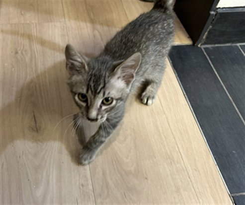 NATHAN, an adoptable Domestic Short Hair in San Jose, CA