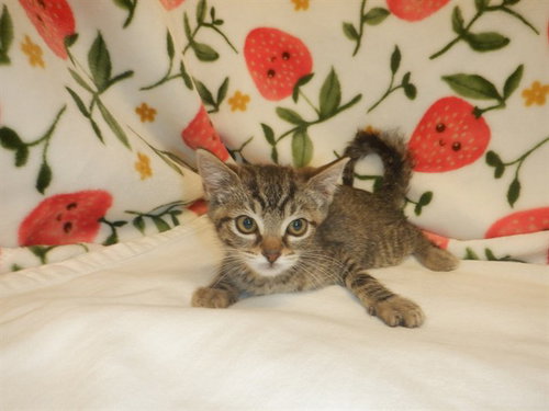 Creamsicle