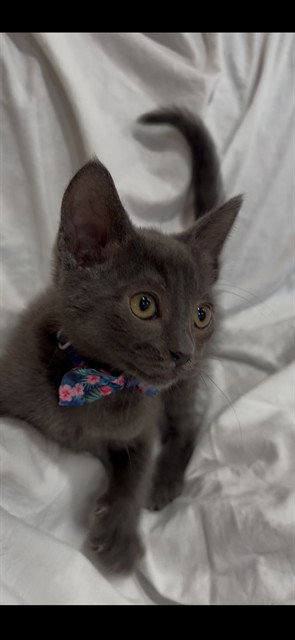 Ember
