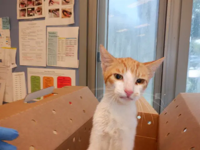 Tiger - Domestic Short Hair