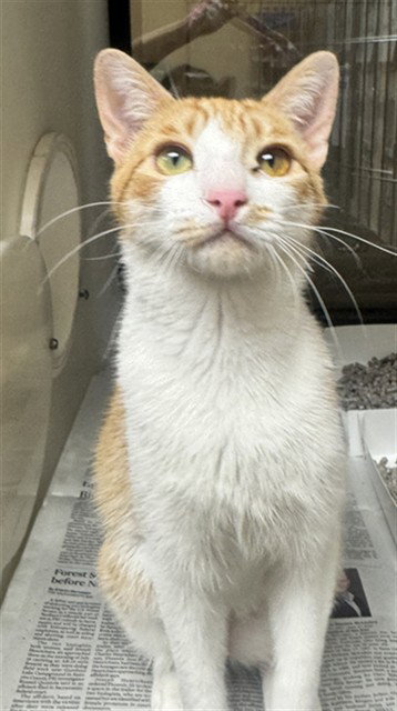 picture of the cat needing adoption