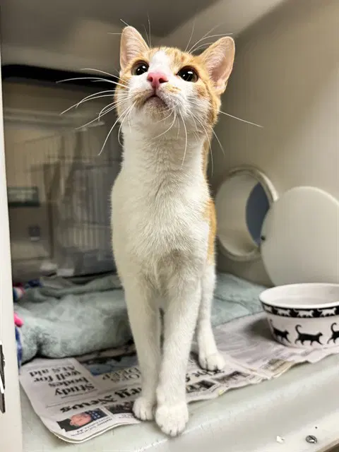 Tigress - Domestic Short Hair