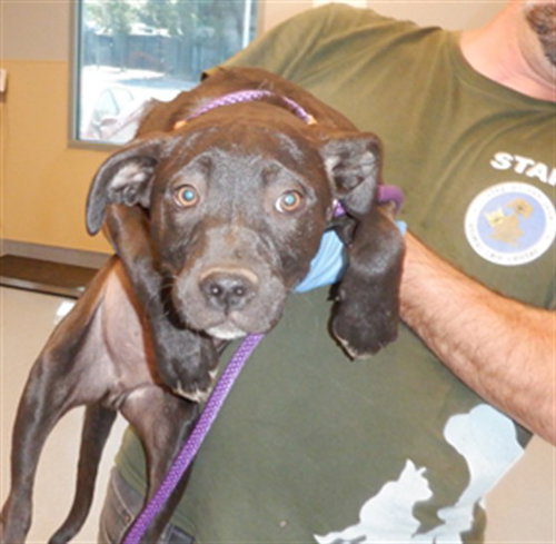 Cardinal