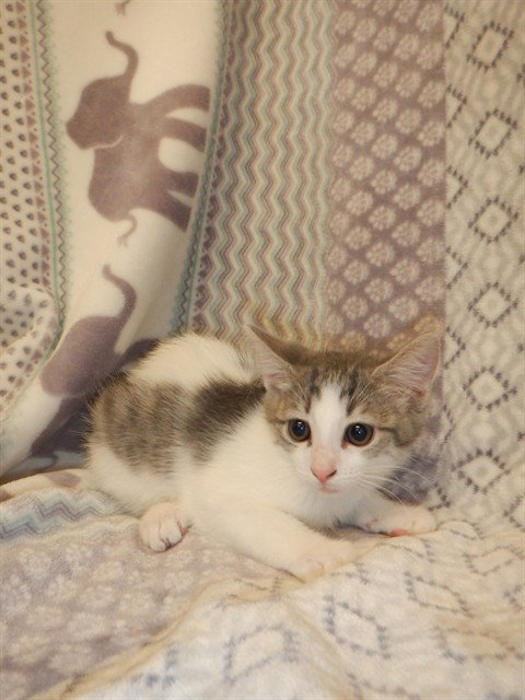 Kenzi