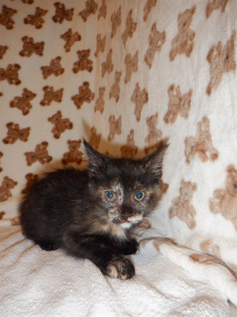 picture of the cat needing adoption