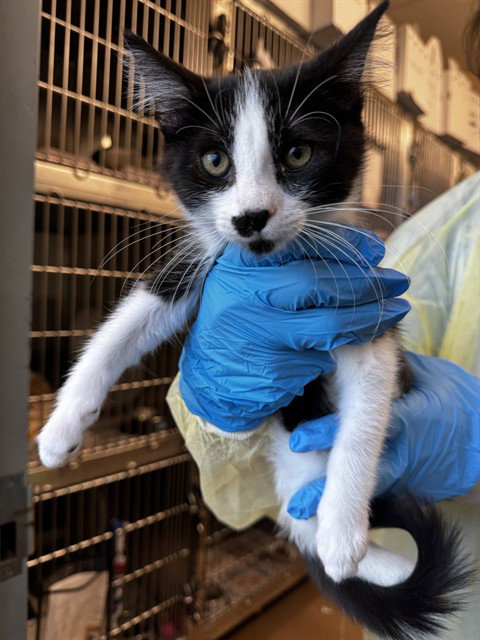 picture of the cat needing adoption