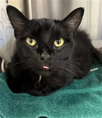 Buffy - Domestic Long Hair
