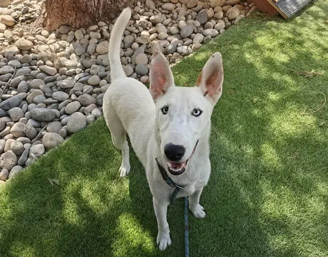 Asami - Bull Terrier
