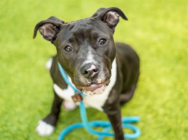 Pudding - Pit Bull Terrier