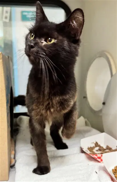 Squeaks - Domestic Long Hair
