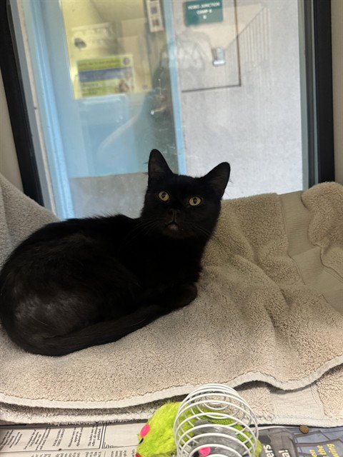picture of the cat needing adoption