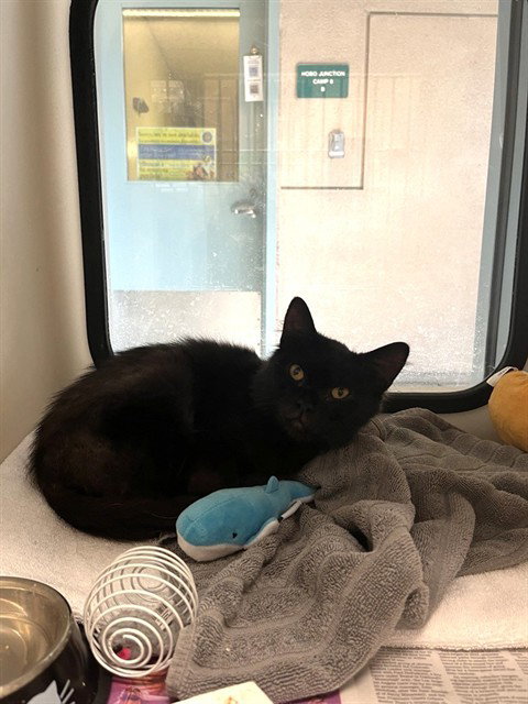 SQUEAKS, a cat for adoption from San Jose Animal Care Center