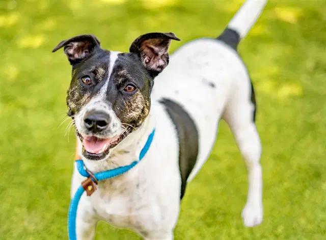 Highland - terrier/pointer mix