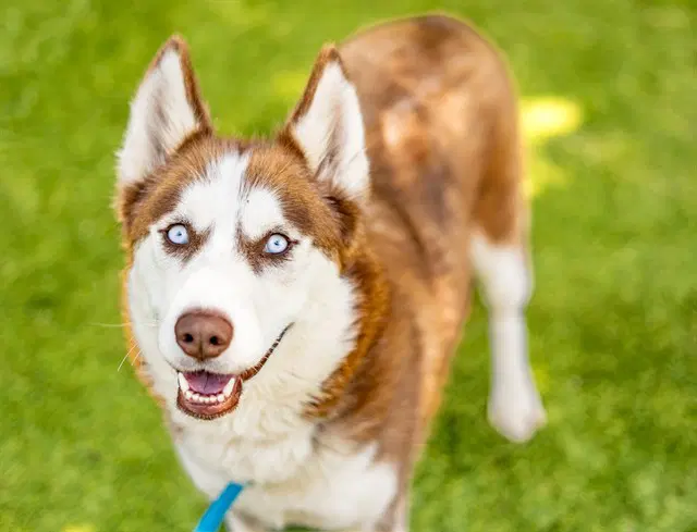 Hennessy - Siberian Husky