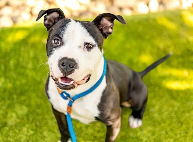 Orion - Staffordshire Bull Terrier