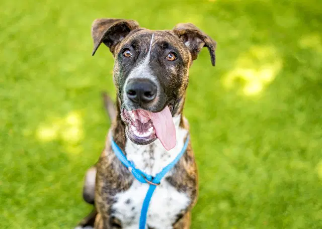 Unknown - Dutch Shepherd