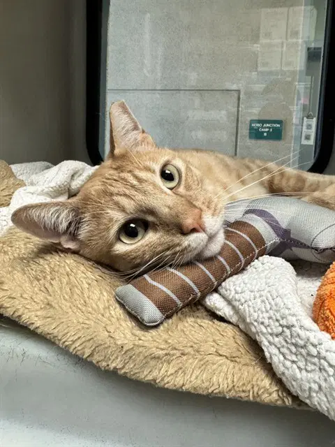 Thor - Domestic Short Hair