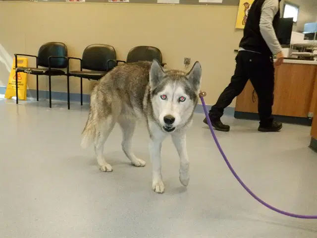 Unknown - Siberian Husky