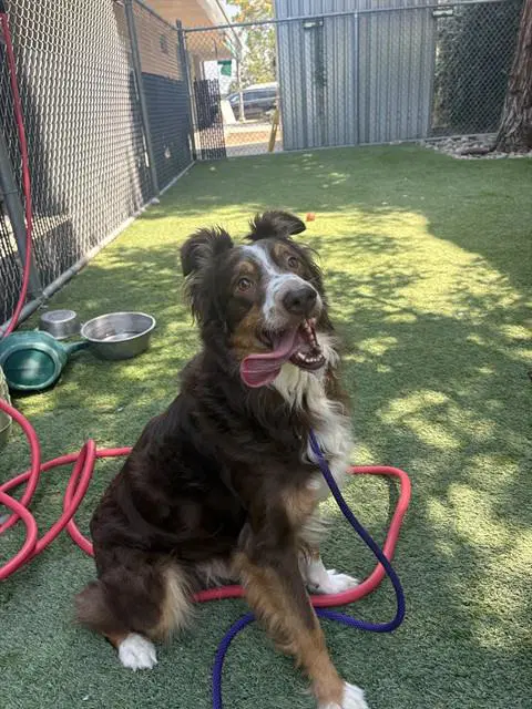 Niklaus - Australian Shepherd