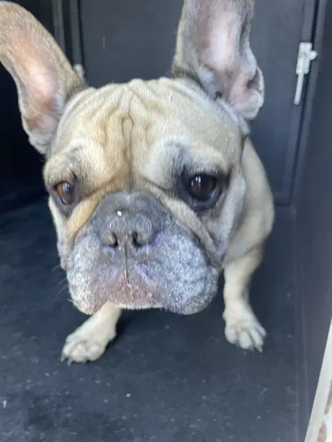Chika - French Bulldog