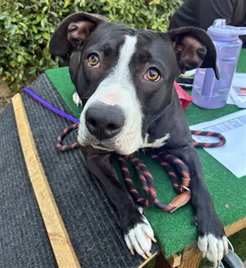Morticia - Pit Bull Terrier