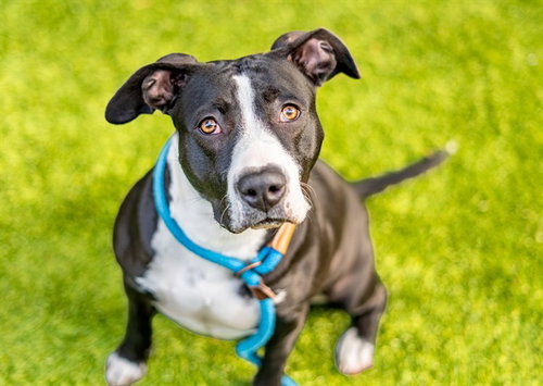 picture of the dog needing adoption