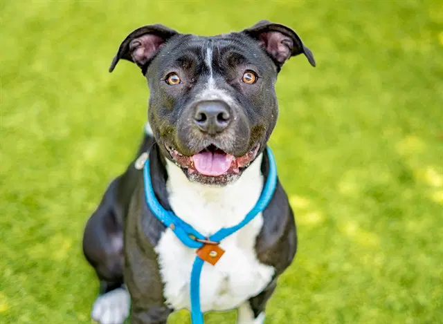 Dakota - Pit Bull Terrier