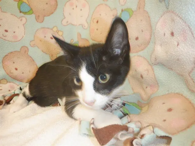 Greg - Domestic Short Hair