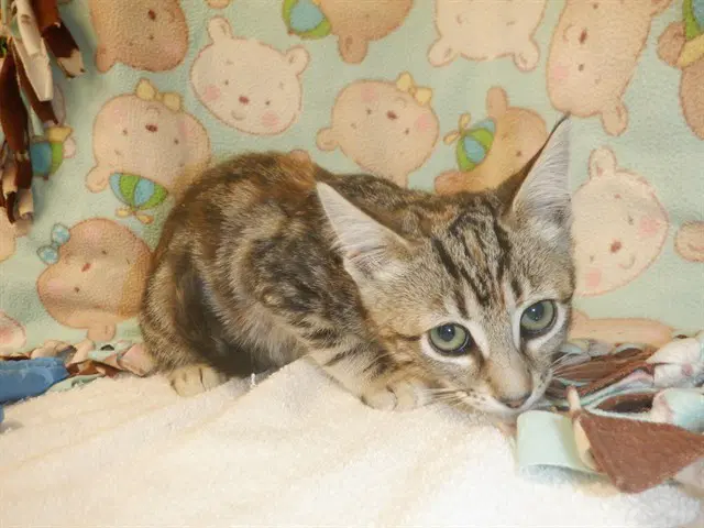 Patty - Domestic Short Hair