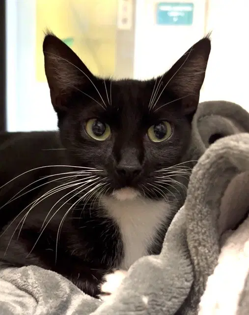 Unknown - Domestic Short Hair