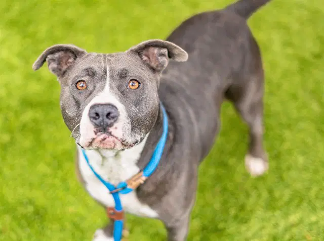 Babez - Pit Bull Terrier