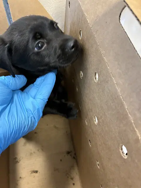 Unknown - Pit Bull Terrier