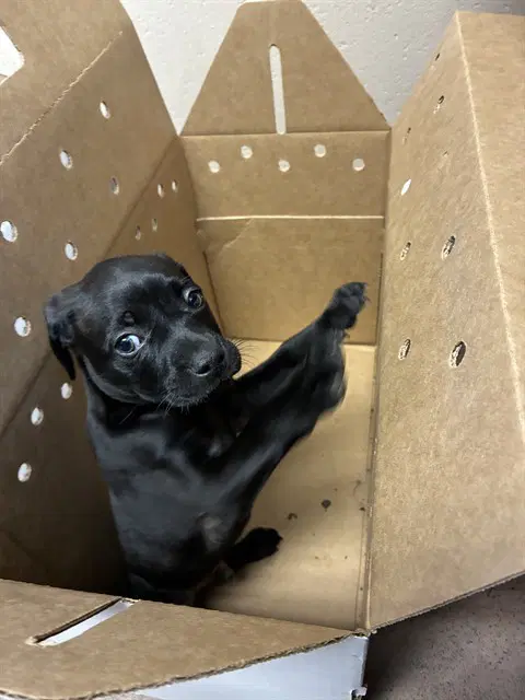Unknown - Pit Bull Terrier